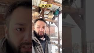 Операция по поимке павлина, живут под крышей.