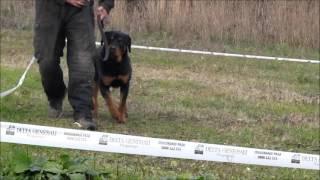 Roki | dog guard team
