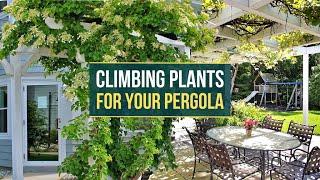 5 Best climbing plants for pergola  Suitable for growing on Pergola 