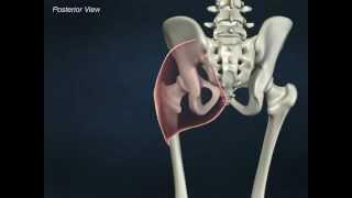 Gluteus Maximus - Anatomy Online Course