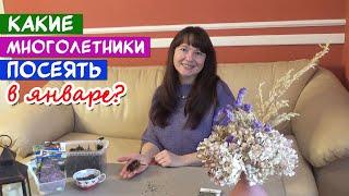 Какие МНОГОЛЕТНИЕ ЦВЕТЫ надо посеять уже в ЯНВАРЕ?