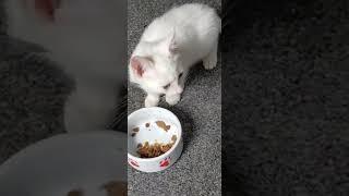 Smol Meow By 7 Week Old Kitten | Freddie 2