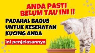 Banyak yang Belum Tau !! Inilah 5 Alasan Ilmiah Mengapa Kucing Makan Rumput