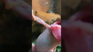 FEEDING MY FROGS PART 1