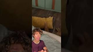 Una historia de amor entre el perro y su almohada