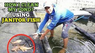 HOW TO CLEAN FISH POND USING Janitor fish | Pleco fish