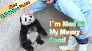 Panda Feels Angry With A Dirty Coat | iPanda