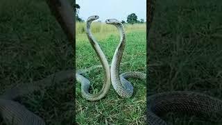नाग नागिन का जोड़ा मिला देखने पहुंची हज़ारों की भीड़. #shorts  #snake  #viralvideo