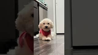 The cutest baby picture of a maltipoo #maltipoo #doglover #malteseworld #maltipoolove #forkids