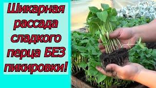 Как вырастить много красивой рассады сладкого перца - всё в одном видео!