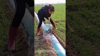 Stretching Plastic Over the Fields: A Smart Trick Farmers Use Before Planting Season
