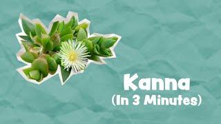 "Natural MDMA" ? | Kanna Explained In 3 Minutes