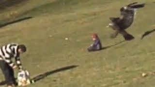 SZOK! Orzeł porywa bawiące się dziecko! / Eagle attacks child! Fake? [HD]