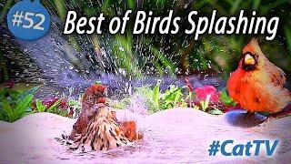 Best of the  Bird Bath  Videos for Cats to Watch #cattv #splashing #birdbath #BirdTV