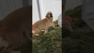 Dogs & bubbles  #shorts #goldenretriever