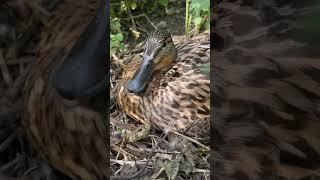 Wild duck mallard