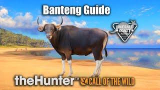 Banteng Guide - Emerald Coast Australia - theHunter Call Of The Wild.