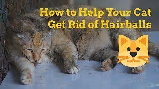 How to Help Your Cat Get Rid of Hairballs - Hairball Removal