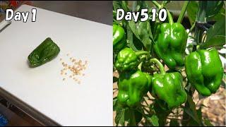 Don't throw away your plants! Bell peppers will grow for many years!