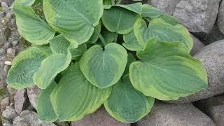 Hosta 'Abiqua Moonbeam'