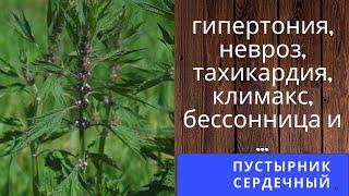 простое средство от гипертонии, невроза, тахикардии, приливов и бессонницы