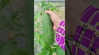 A gift from my garden, so fresh 19.06: Enjoy rural life, gardening & nature #rurallife #nature