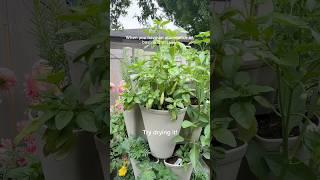 How to dry herbs quickly. #gardening #basil #herbs #abundance #garden #parsley #diy