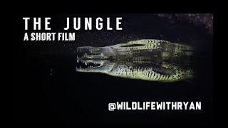 The Jungle - A Short Film  ( @WildlifeWithRyan ) Filming Crocodiles at Night