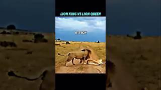 Lion King vs Lion Queen #trending #animals #wildlife #lion #lionking #shorts #youtubeshorts