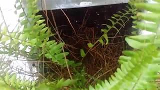 How To Restore Ferns / Indoors / Outdoors / Plants