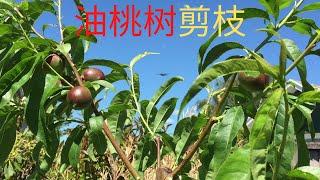 如何种油桃(No.4)/油桃树的第一年夏季剪枝/如何做枝条牵引以满足造型要求