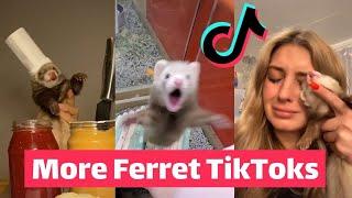 FERRETS Taking Over TikTok | FUNNIEST Trending