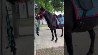 DIY Paw Patrol Saddle Pad on Jasper McTavish - Mini Horse #minihorse #equestrian #saddlepad