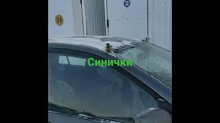 синички #синичка #синички