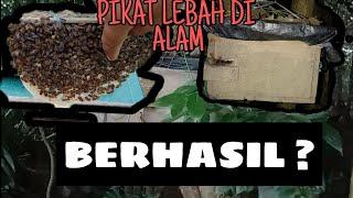 PIKAT LEBAH DENGAN KOTAK SEDERHANA DI ALAM LIAR (Part 1)