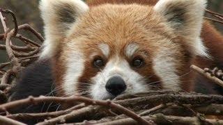 Red panda. Малая панда.