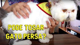 PODE TOSAR GATO PERSA? - Gatil Hauser