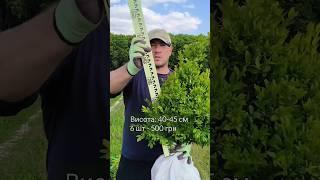 Гаряча пропозиція по самшиту #buxus #garden #садовийцентр #самшит