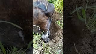 Digging holes with Roxie, Close enough to Spring Cleaning Time #shorts #digger #Rox #dog #slowmotion