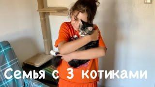 Семья с 3 котиками. Вот она какая 