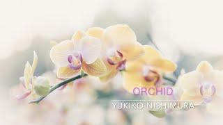 Orchid / Yukiko Nishimura