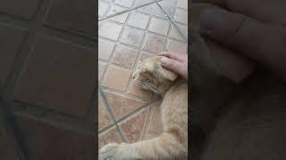 Youtube Video Short | Playing With My Cute Cat Moment #shorts