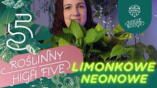 TOP 5 LIMONKOWYCH - NEONOWYCH ROŚLIN  pnącza i inne rośliny doniczkowe o neonowych liściach