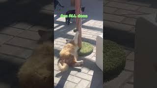 Happy cats!! #cat #love #fyp #kitty #cute