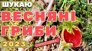 ШУКАЮ ПЕРШІ ВЕСНЯНІ ГРИБИ 2023 САРКОСЦИФА ЧЕРВОНА Що за звір скинув хутро? Збираю Гриби #37