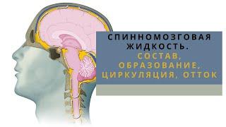 СПИННОМОЗГОВАЯ ЖИДКОСТЬ │ Состав, образование, циркуляция, отток, функции.