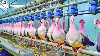 Pigeon Farming: A Million-Dollar Meat Industry