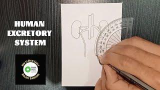 How to draw Human Excretory system Class 7 @RAHULArts_Biology