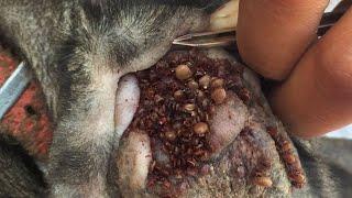 Removing All Ticks From Dog - Dog Ticks Removing Clip - Ticks Removal Videos EP 28