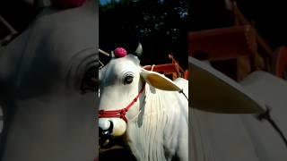 Artificial Bulls | Hidden Gem of India: Coringa's Unique #FloatingBullsCart Experience | #shorts